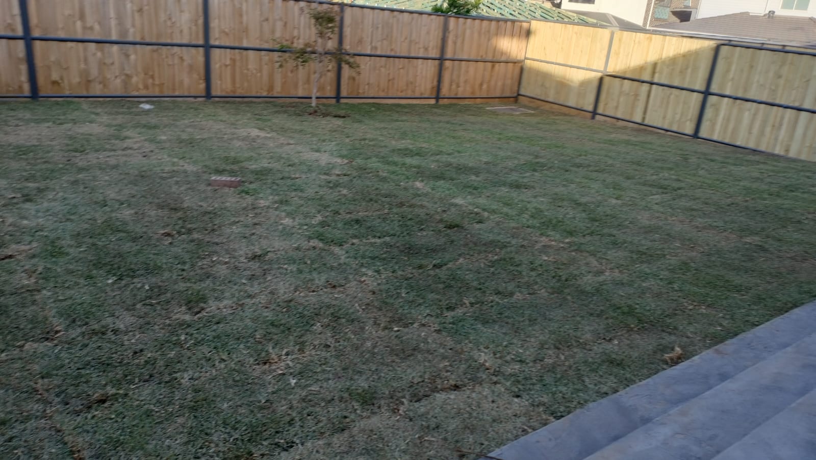 Wide new back lawn inside a timber paling fence